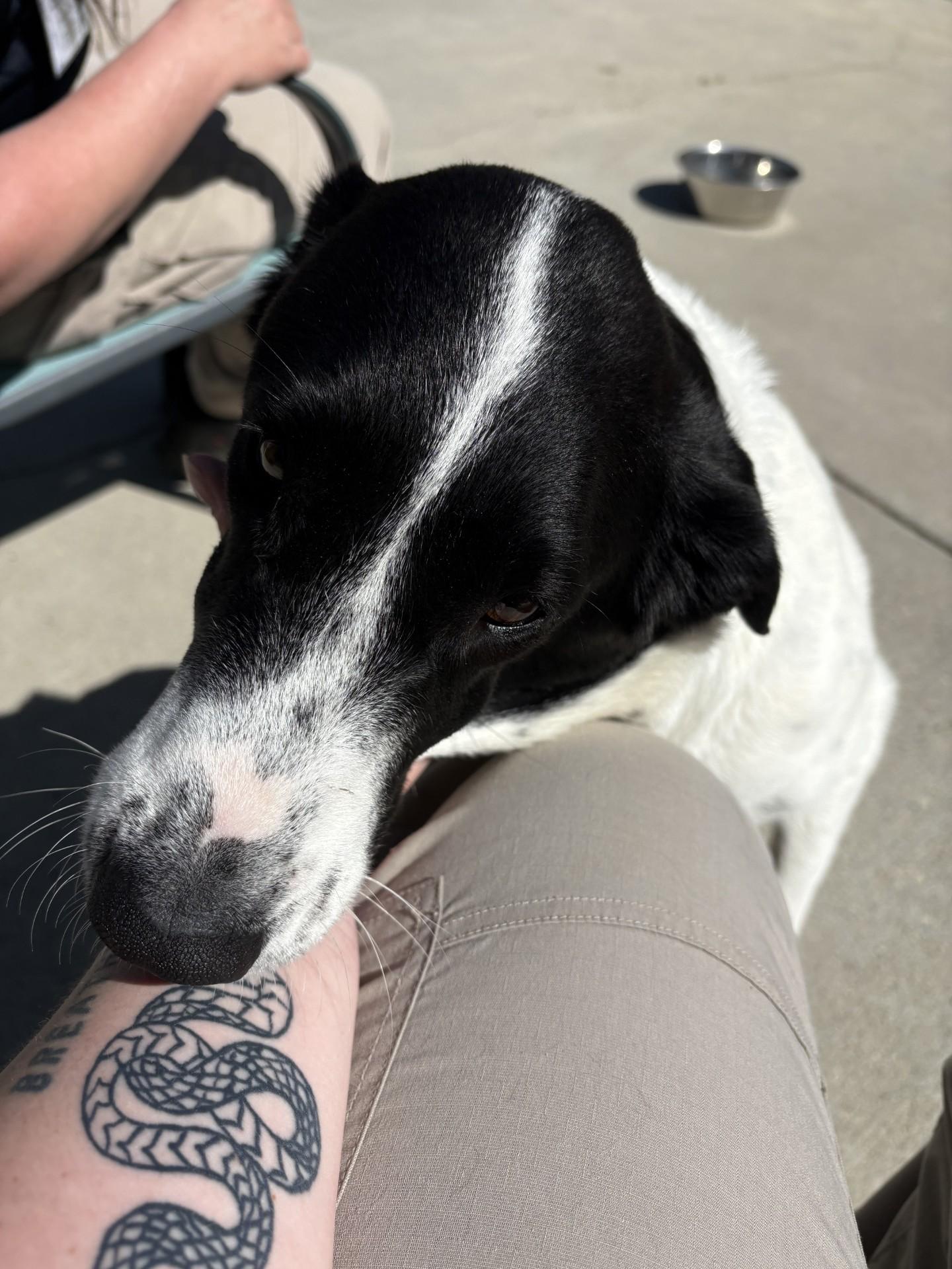 Enlarge Lola, a ADOPTABLE mixed breed in Ashland, VA image 4/5