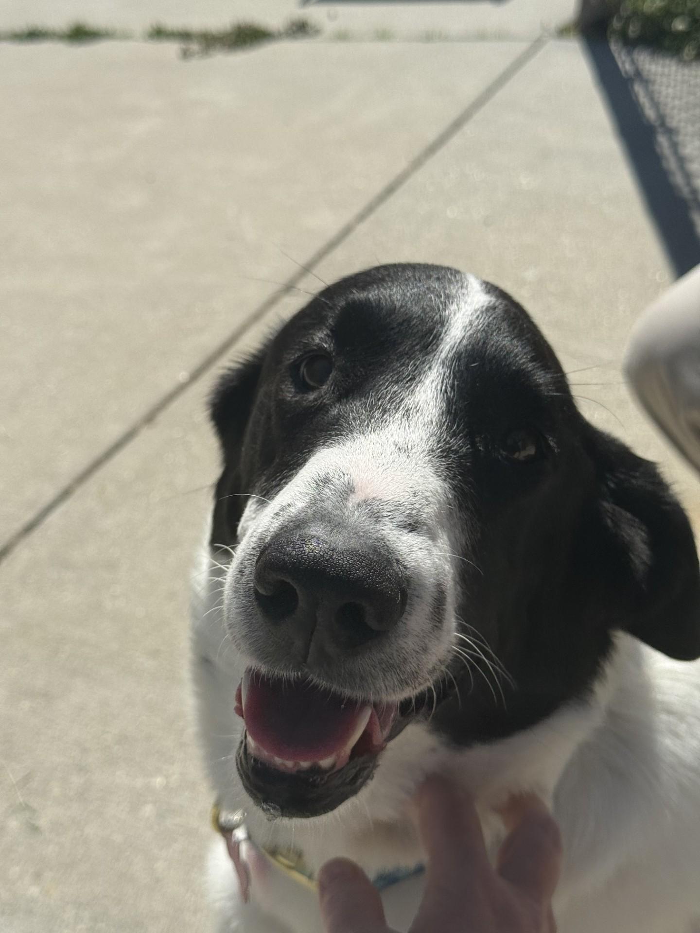 Enlarge Lola, a ADOPTABLE mixed breed in Ashland, VA image 2/5