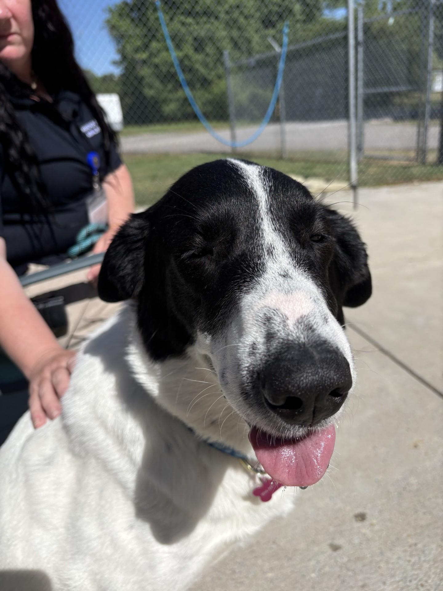 Enlarge Lola, a ADOPTABLE mixed breed in Ashland, VA image 3/5