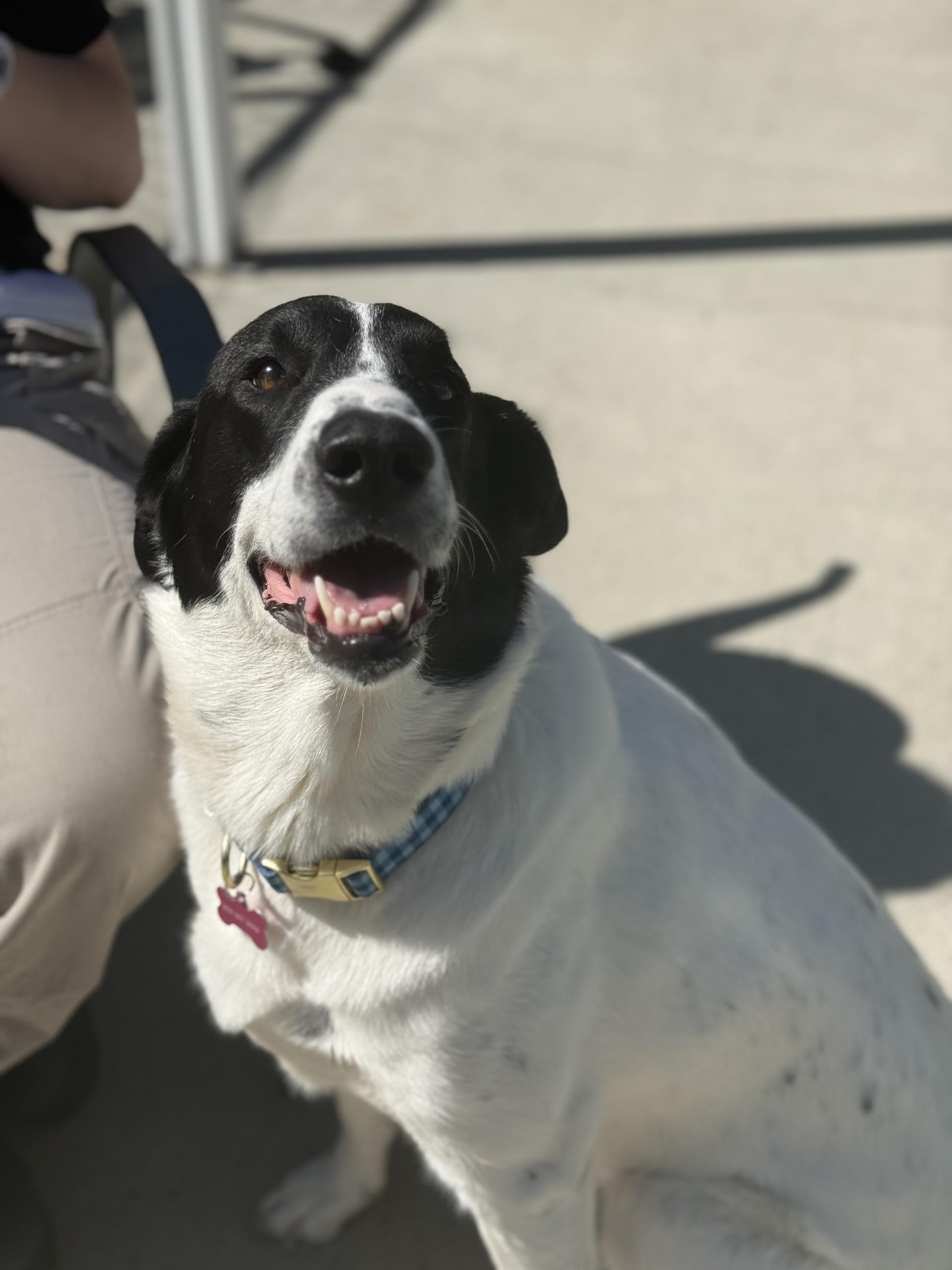 Lola, ADOPTABLE, Adult Female Anatolian Shepherd & Border Collie.