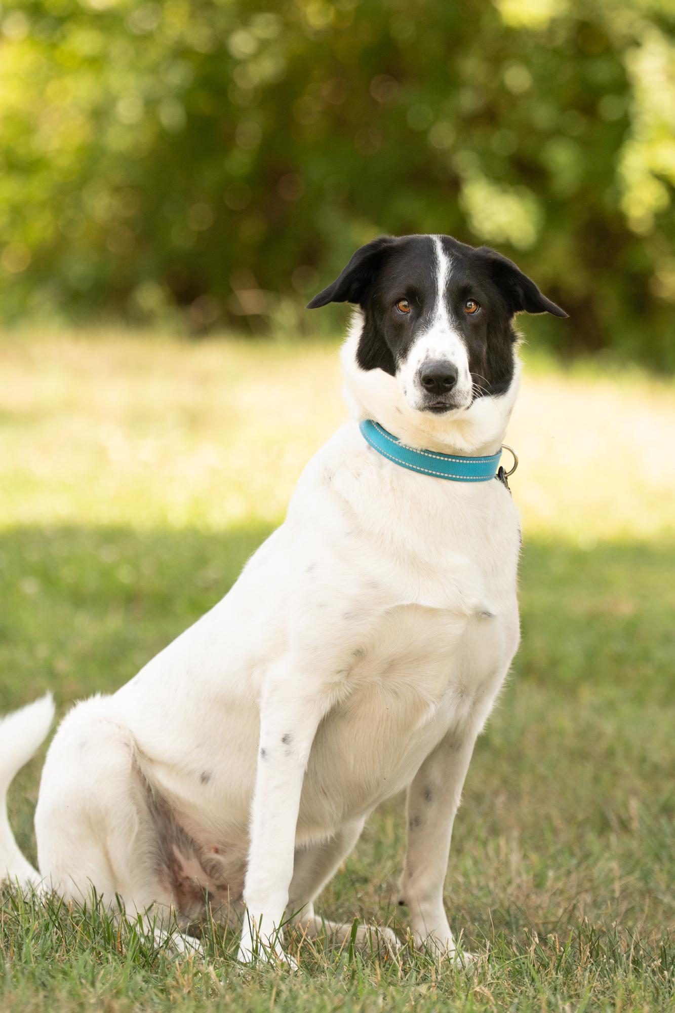 Enlarge Lola, a ADOPTABLE mixed breed in Ashland, VA image 4/6
