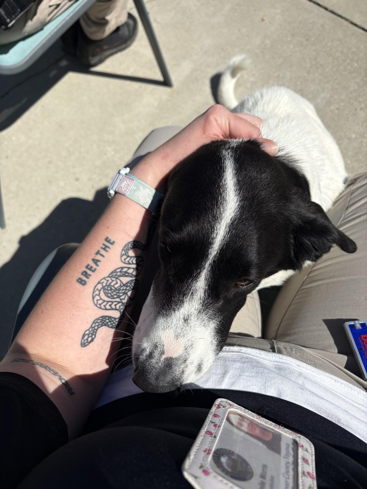 Enlarge Lola, a ADOPTABLE mixed breed in Ashland, VA image 5/5