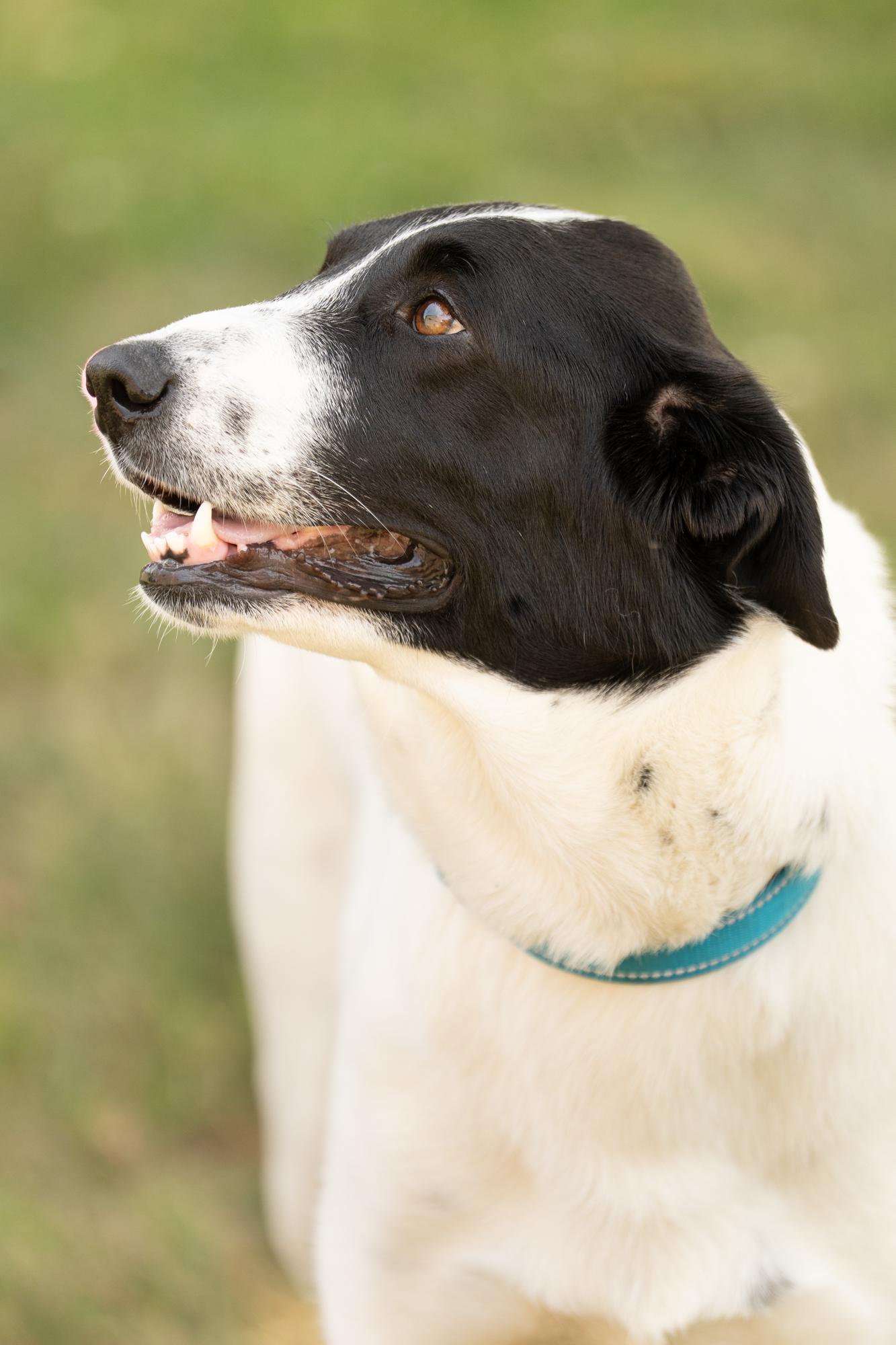 Enlarge Lola, a ADOPTABLE mixed breed in Ashland, VA image 6/6