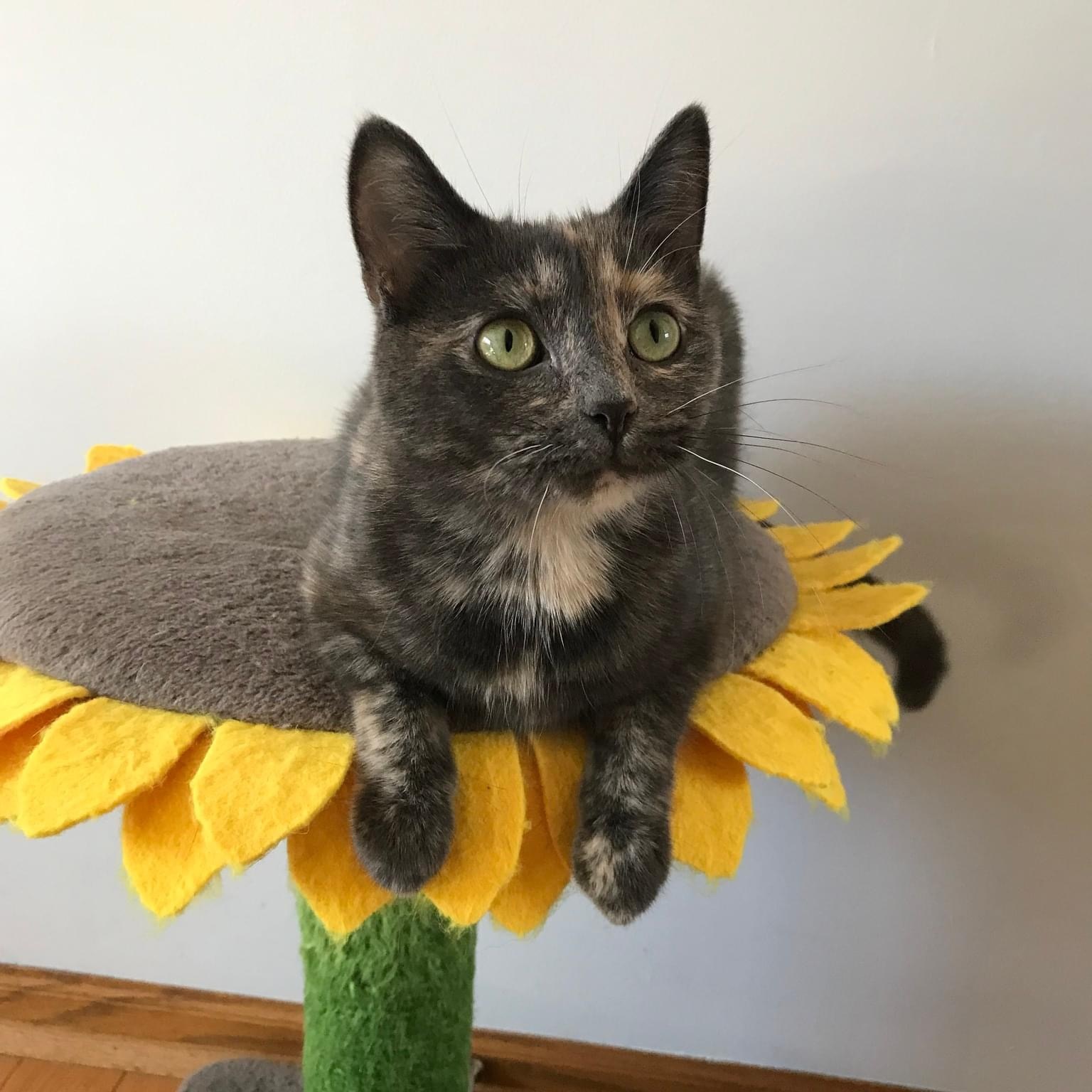 Katana, a Adoptable mixed breed in Orland Park, IL image 3/6