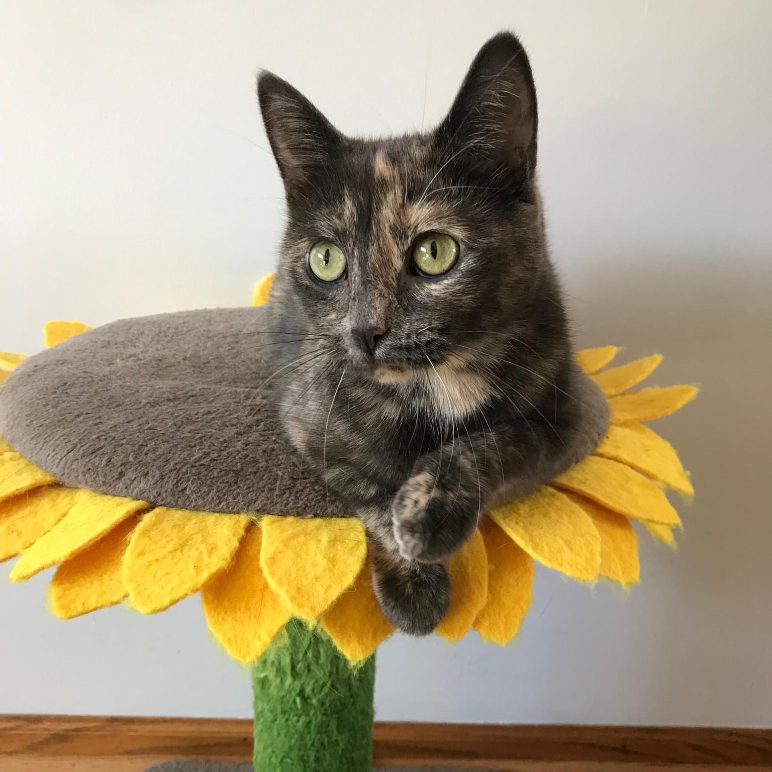 Katana, a Adoptable mixed breed in Orland Park, IL image 2/6