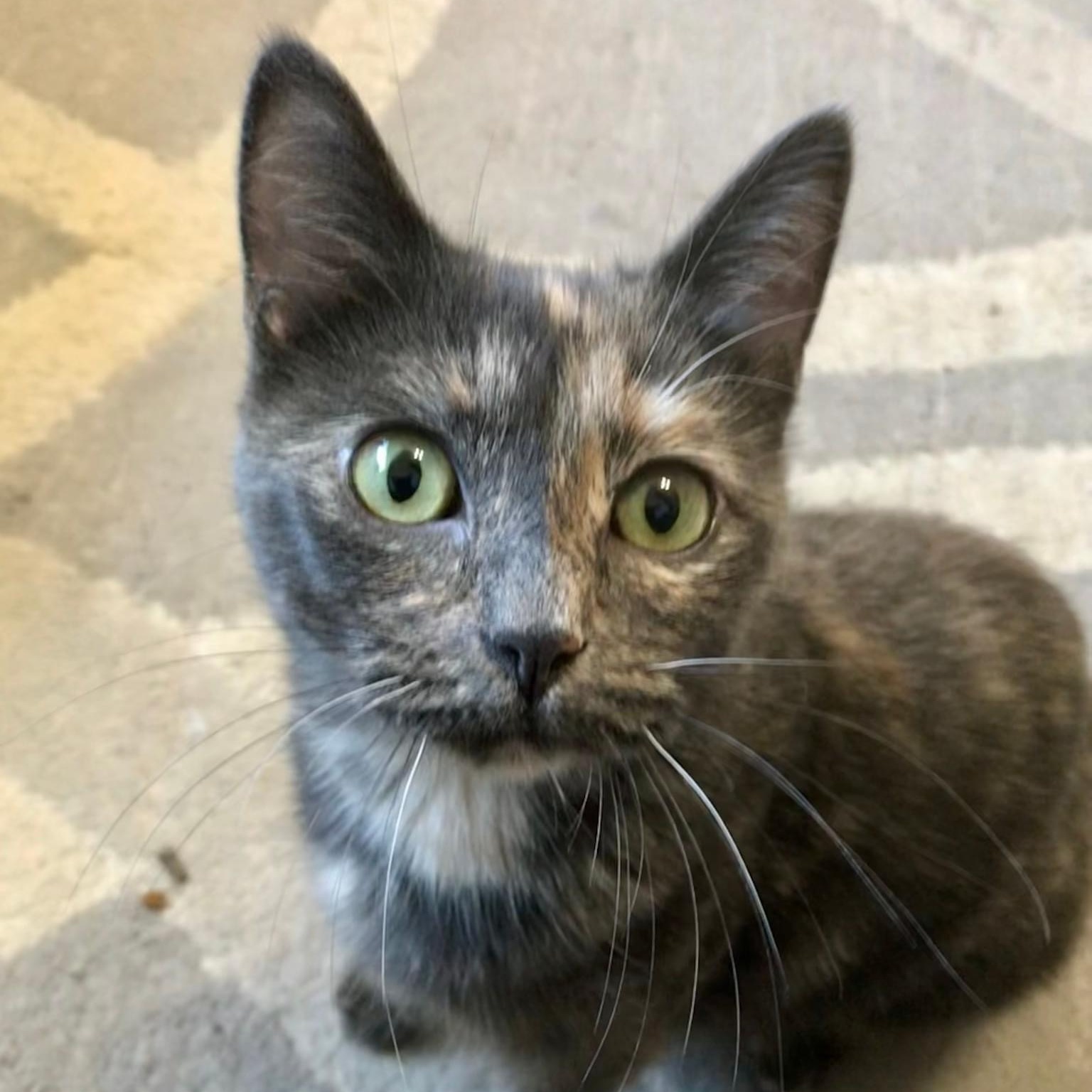 Katana, a Adoptable mixed breed in Orland Park, IL image 4/6