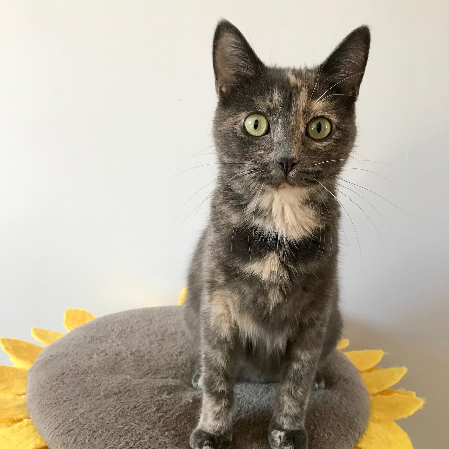 Katana, a Adoptable mixed breed in Orland Park, IL image 6/6