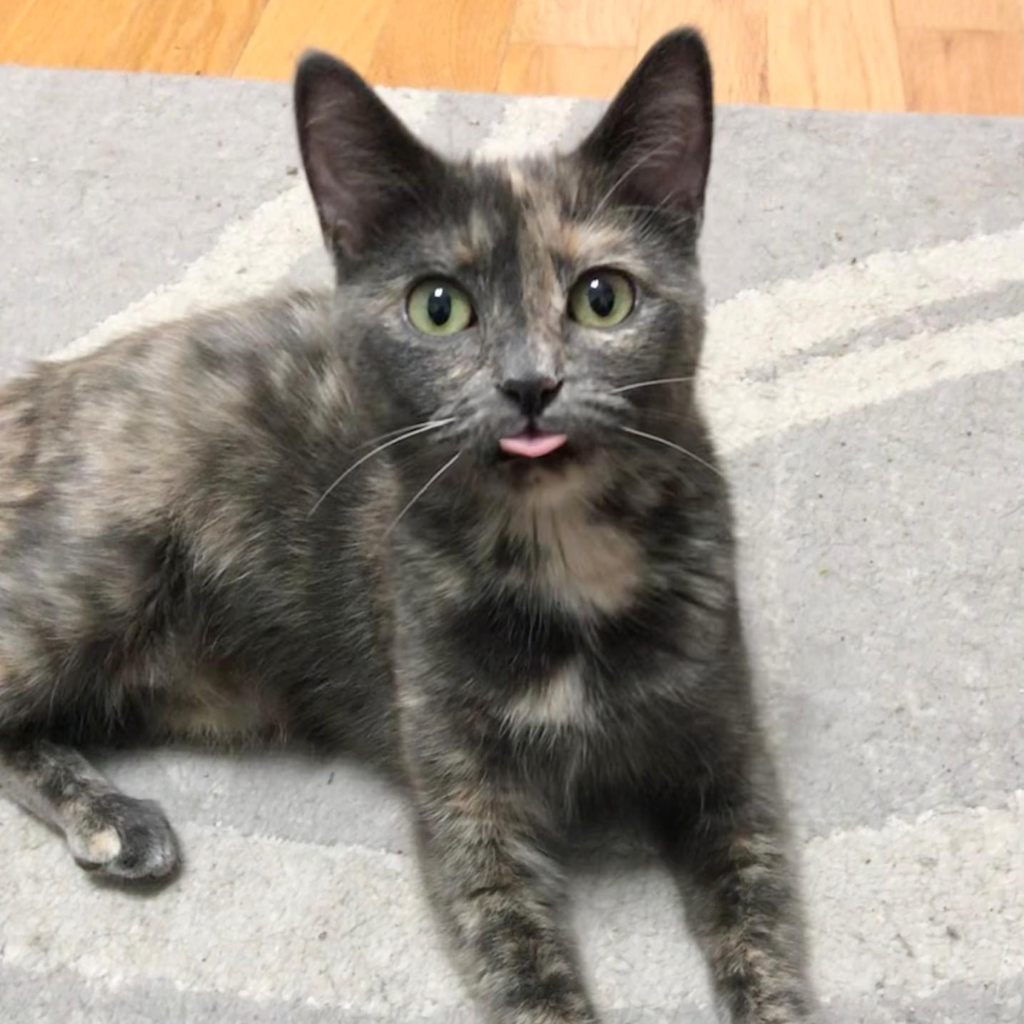 Katana, a Adoptable mixed breed in Orland Park, IL image 1/6