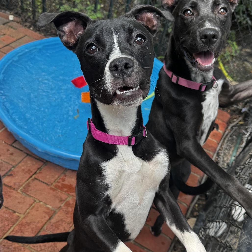 Enlarge Aubrey, a Adoptable mixed breed in Birmingham, AL image 1/3