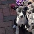 Enlarge Aubrey, a Adoptable mixed breed in Birmingham, AL image 2/3