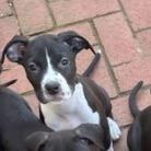 Enlarge Aubrey, a Adoptable mixed breed in Birmingham, AL image 3/3