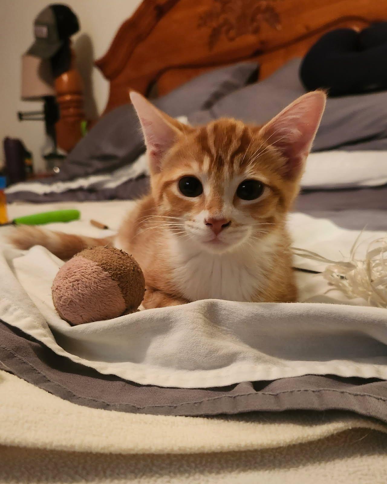 Enlarge Meddler, a Adoptable Domestic Short Hair in Wilmington, NC image 1/1