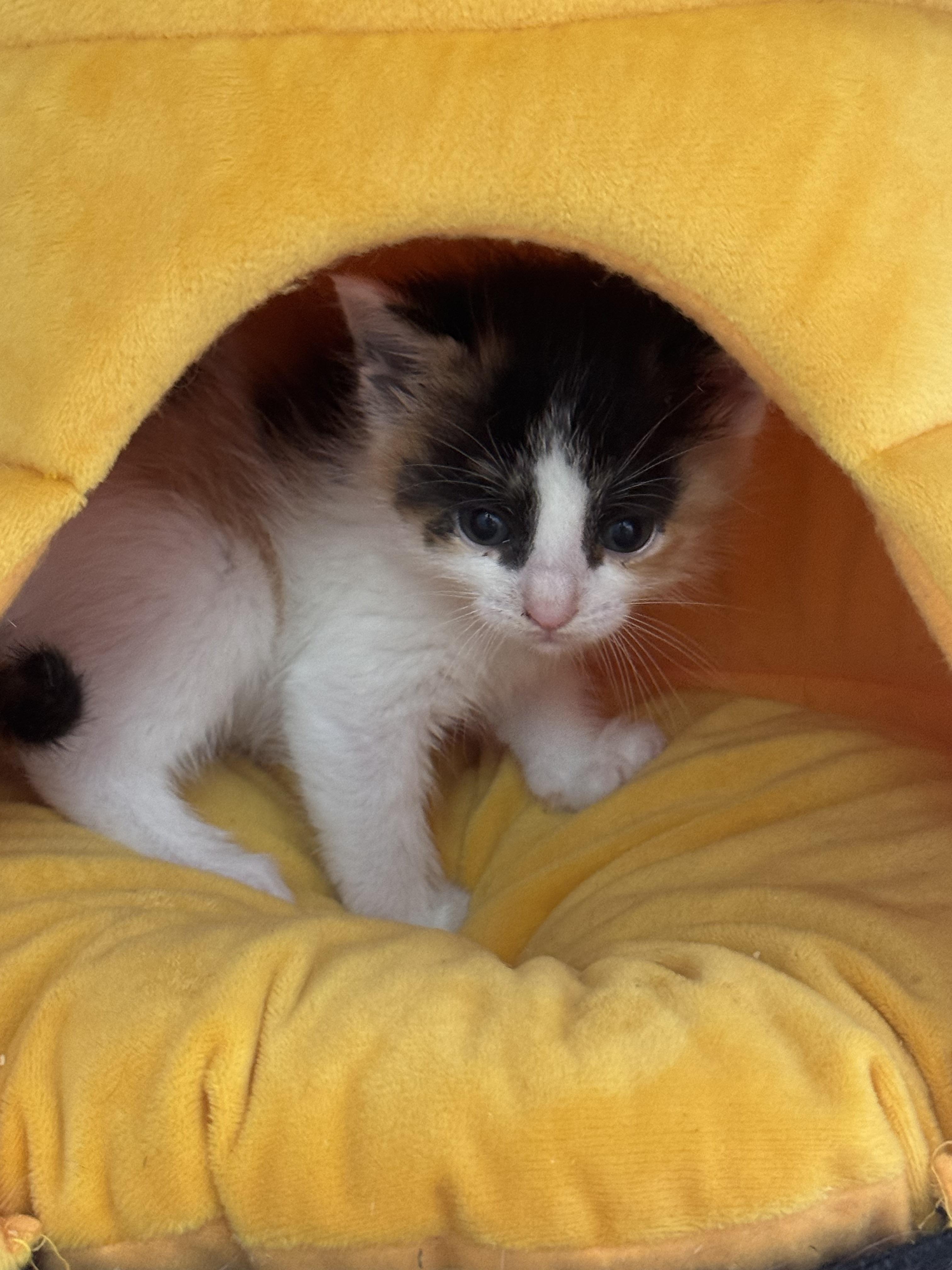 Enlarge Rembrandt, a Adoptable Domestic Short Hair in Houston, TX image 1/1