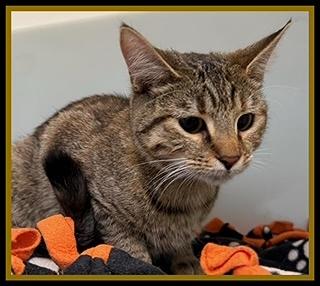 Enlarge DELANY, a Adoptable Domestic Short Hair in Peoria, IL image 1/1