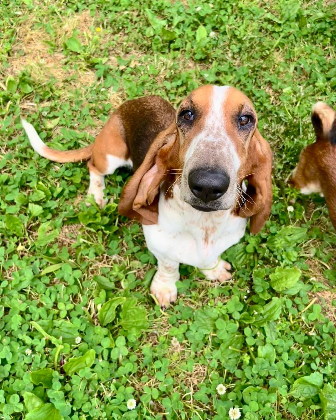 Carrot Cake, Adoptable, Adult Female Basset Hound.