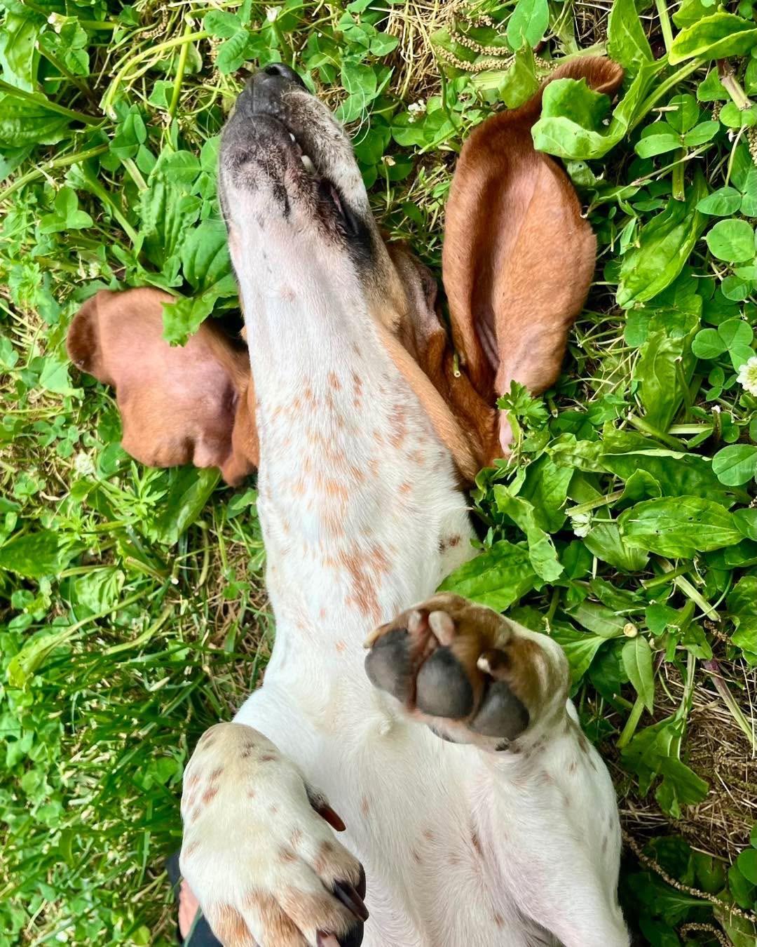Enlarge Carrot Cake, a Adoptable Basset Hound in Richmond, KY image 2/6
