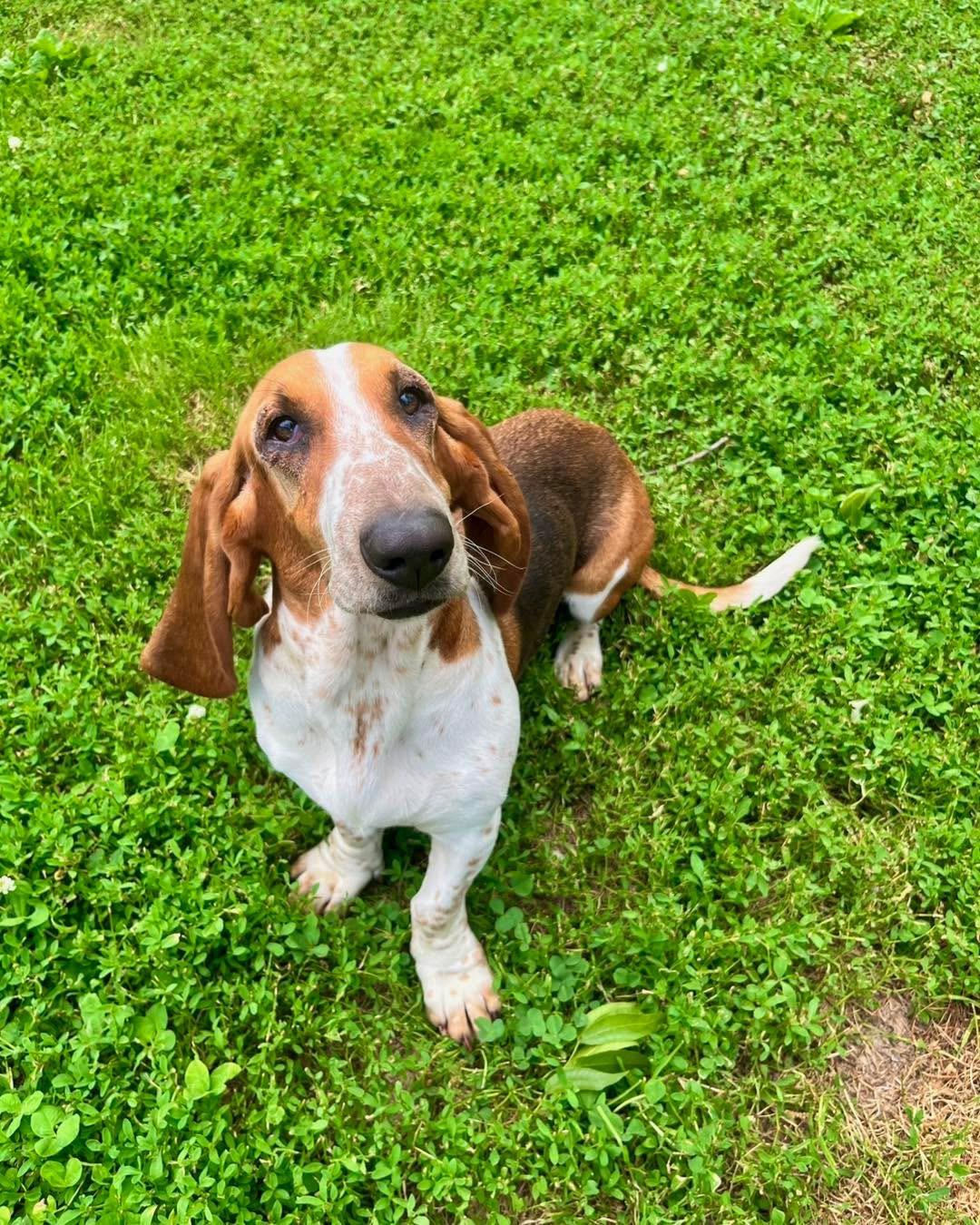 Enlarge Carrot Cake, a Adoptable Basset Hound in Richmond, KY image 3/6