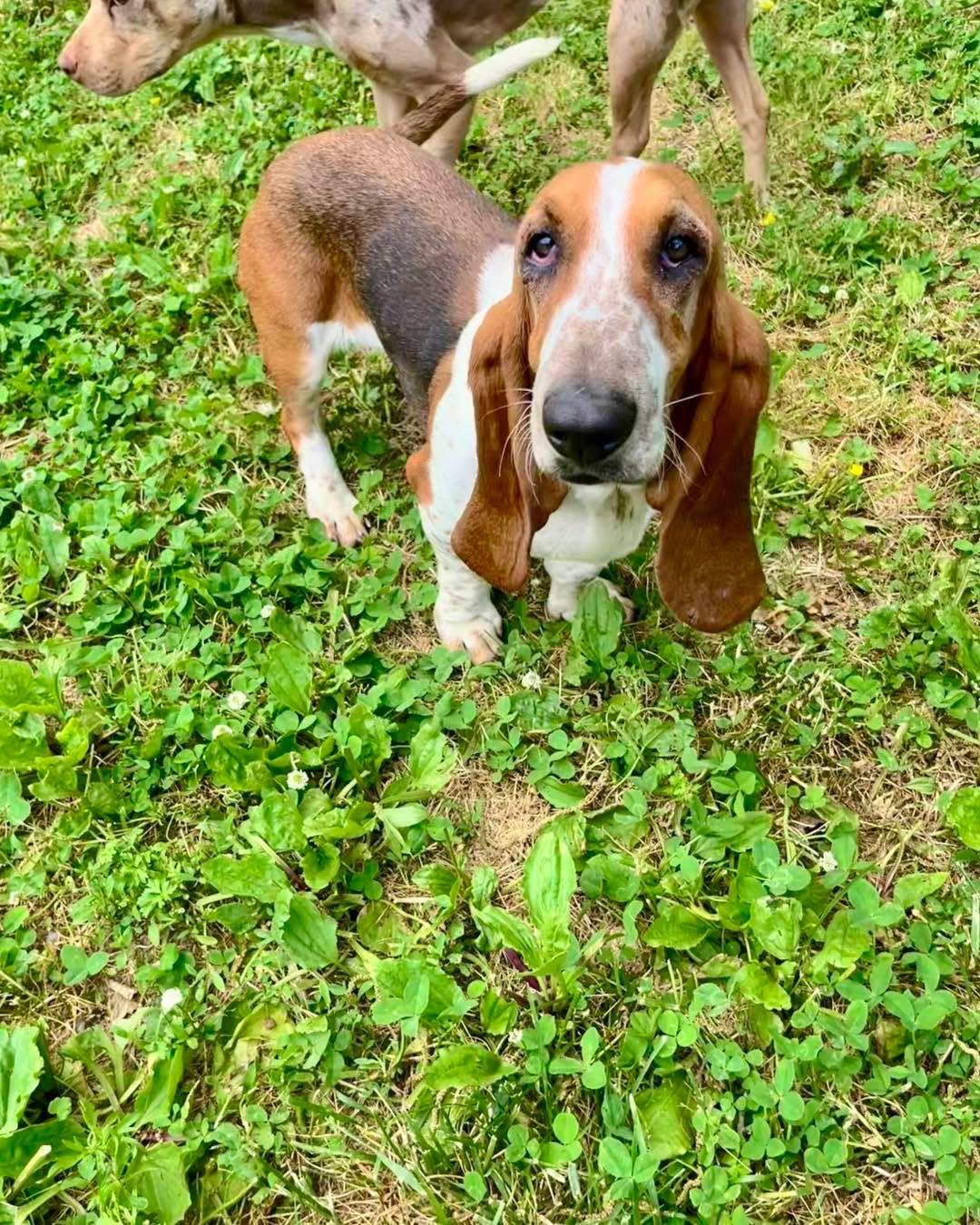 Enlarge Carrot Cake, a Adoptable Basset Hound in Richmond, KY image 4/6