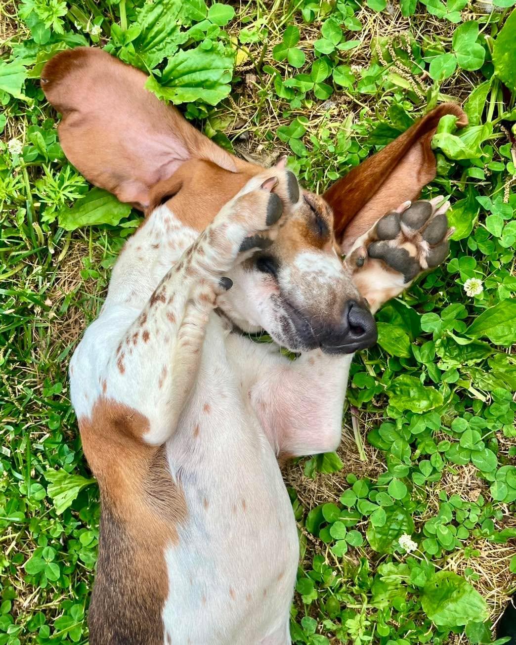 Enlarge Carrot Cake, a Adoptable Basset Hound in Richmond, KY image 5/6