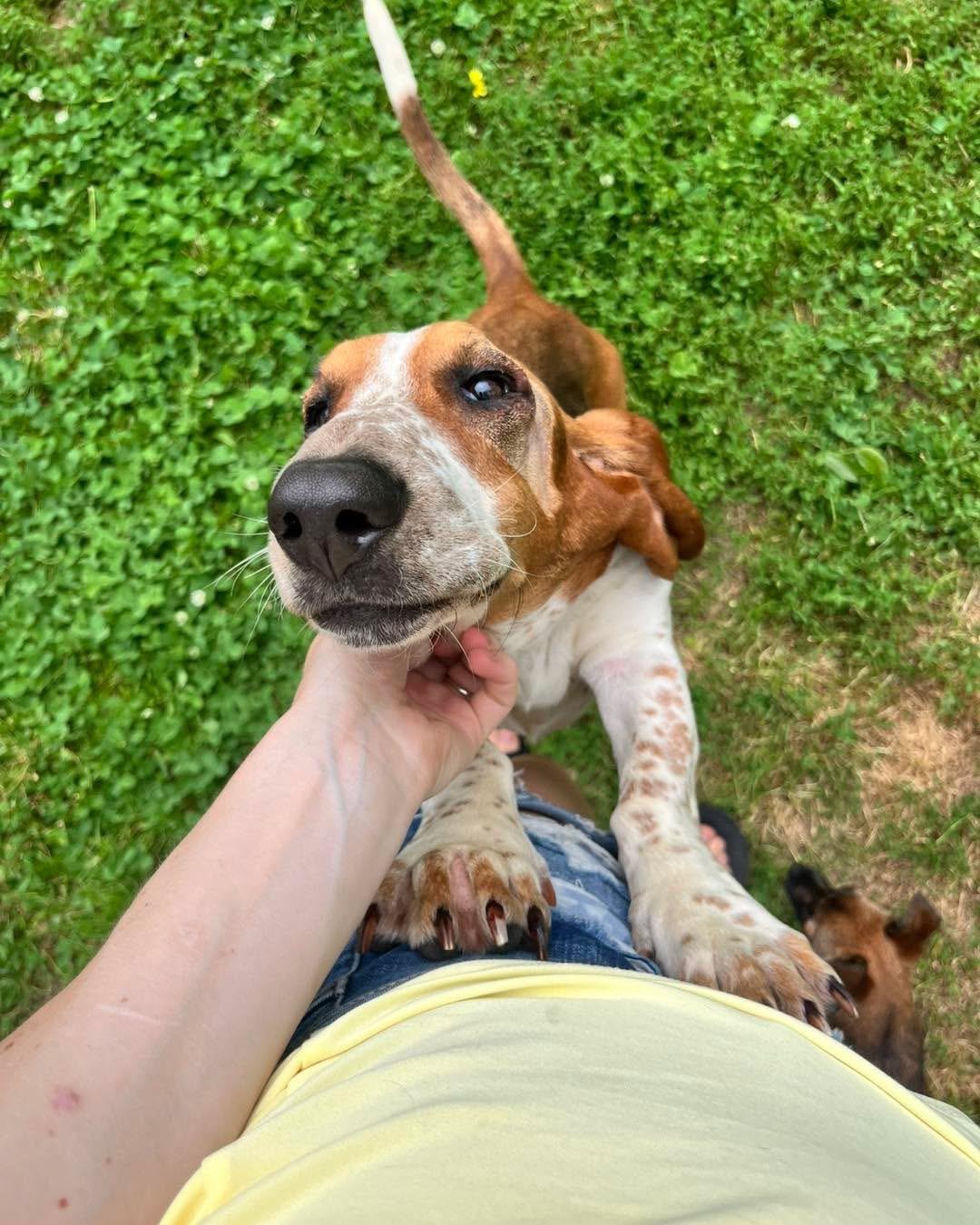 Enlarge Carrot Cake, a Adoptable Basset Hound in Richmond, KY image 6/6