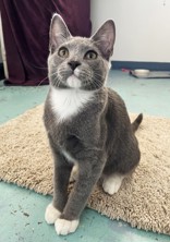 Enlarge Clyde, a Adopted Domestic Short Hair in Woodinville, WA image 1/2