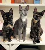 Enlarge Clyde, a Adopted Domestic Short Hair in Woodinville, WA image 2/2