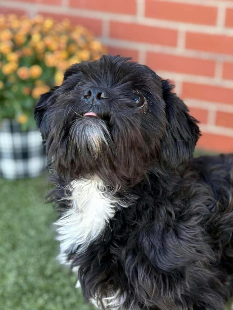 Enlarge Moo Shu, a Adoptable Shih Tzu in Oakland, MI image 1/3