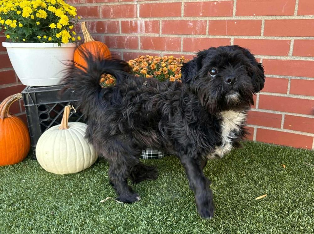 Enlarge Moo Shu, a Adoptable Shih Tzu in Oakland, MI image 2/3