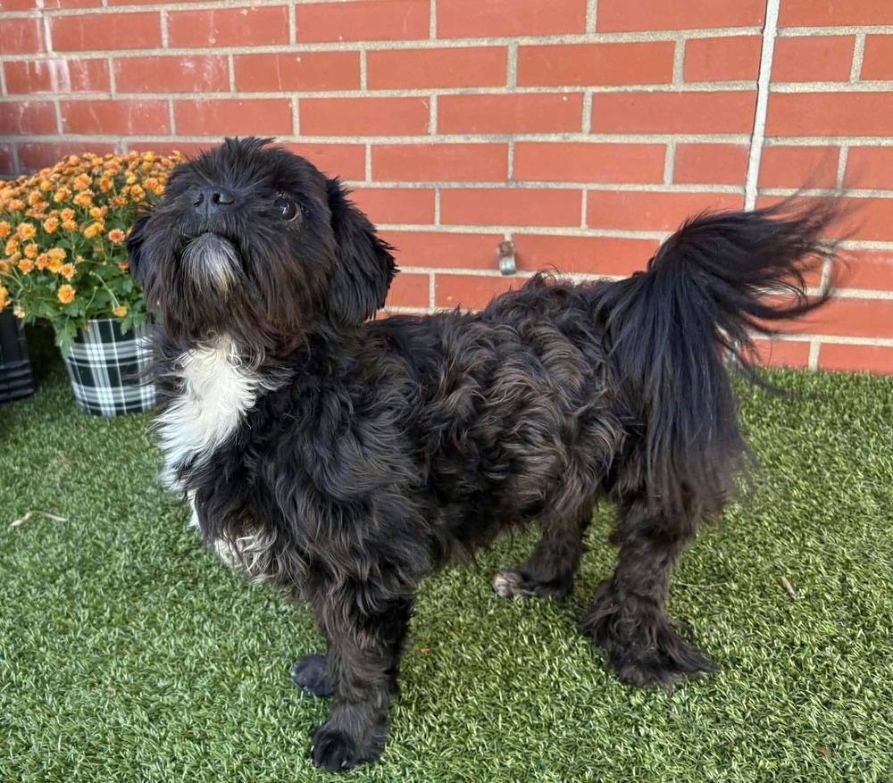 Enlarge Moo Shu, a Adoptable Shih Tzu in Oakland, MI image 3/3