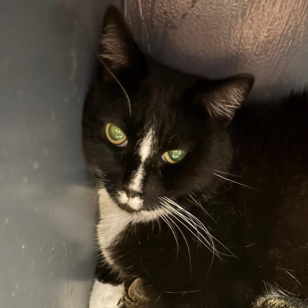 Enlarge Pond Skater, a Adoptable Domestic Short Hair in DeKalb, IL image 1/1