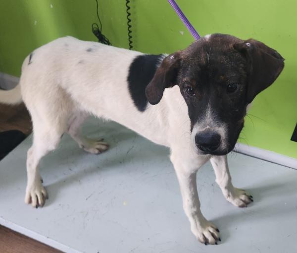 Kevin, Adoptable, Young Male Hound.