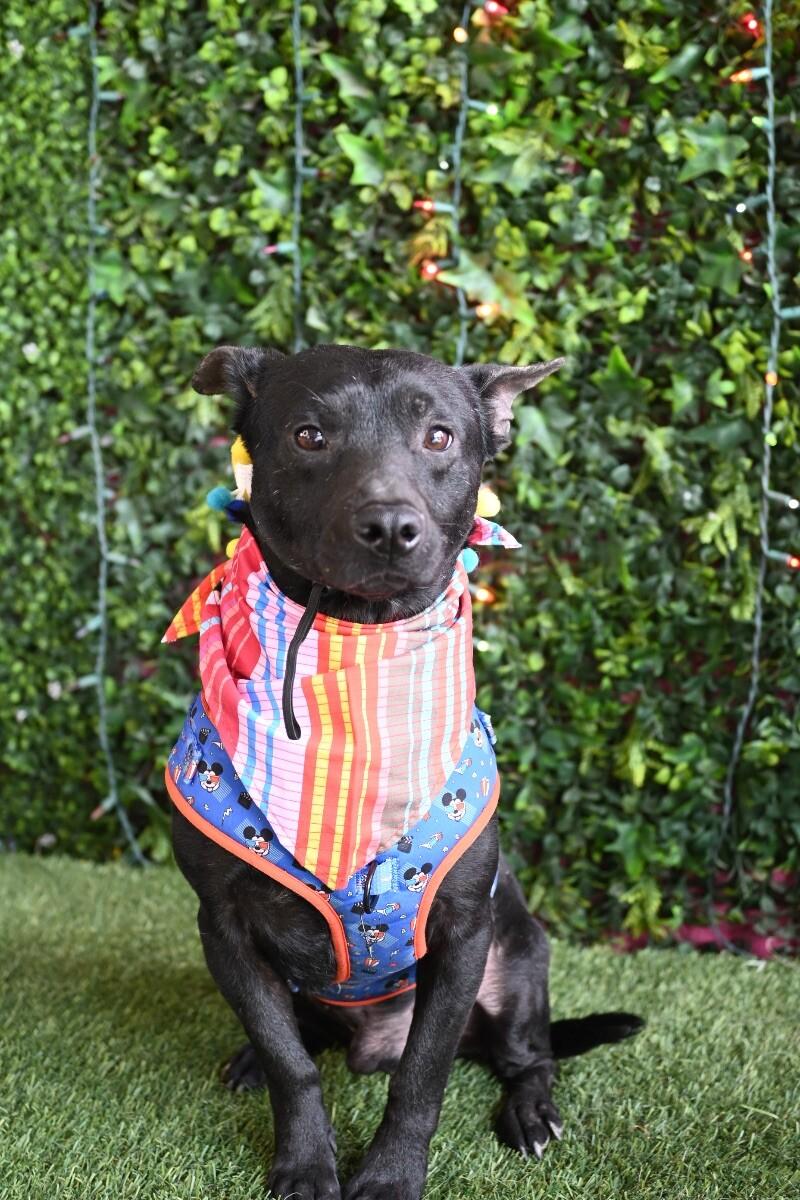 Gasly-One of our Amazing Rescue Dogs, ADOPTABLE, Young • Male, Australian Kelpie & Labrador Retriever.