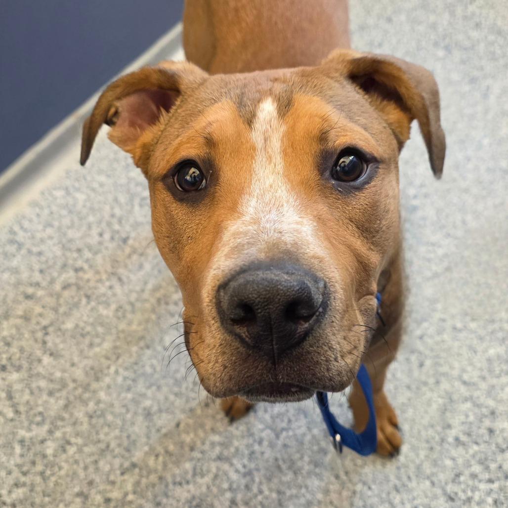 Konner, Adoptable, Young Male Pit Bull Terrier & Rhodesian Ridgeback.