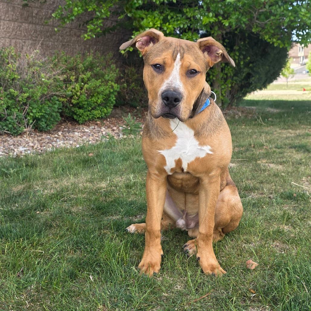 Enlarge Konner, a Adoptable mixed breed in Great Falls, MT image 2/2