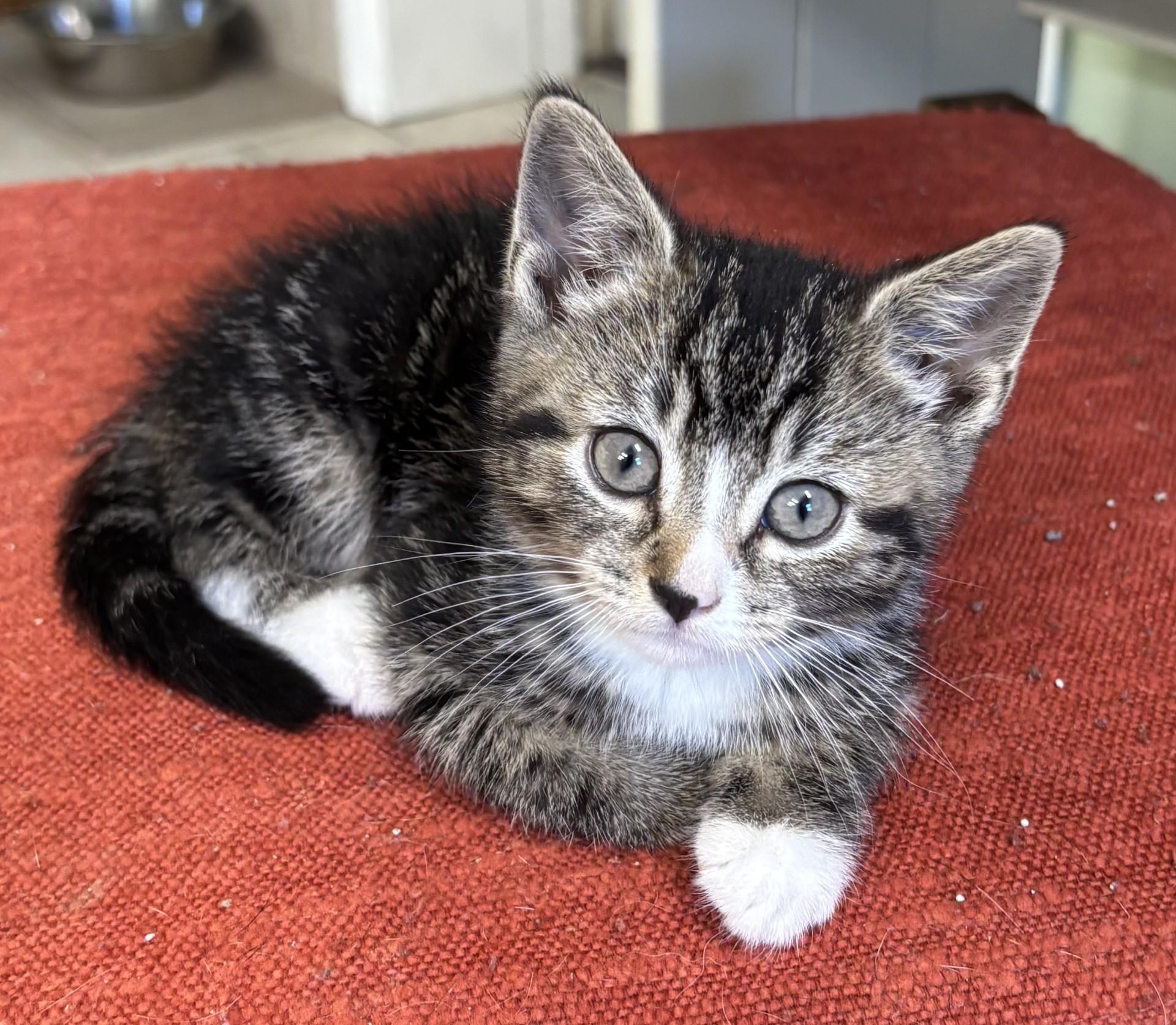 Rollie, adopted, Kitten Female Domestic Short Hair.