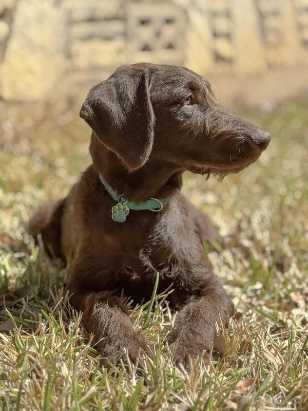 Enlarge Benson, a Adopted mixed breed in Helotes, TX image 1/3