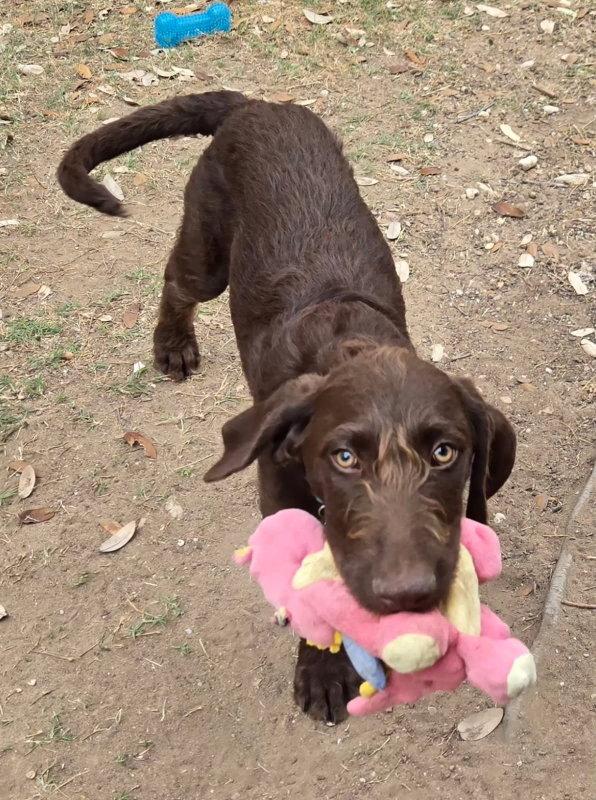 Enlarge Benson, a Adopted mixed breed in Helotes, TX image 2/3