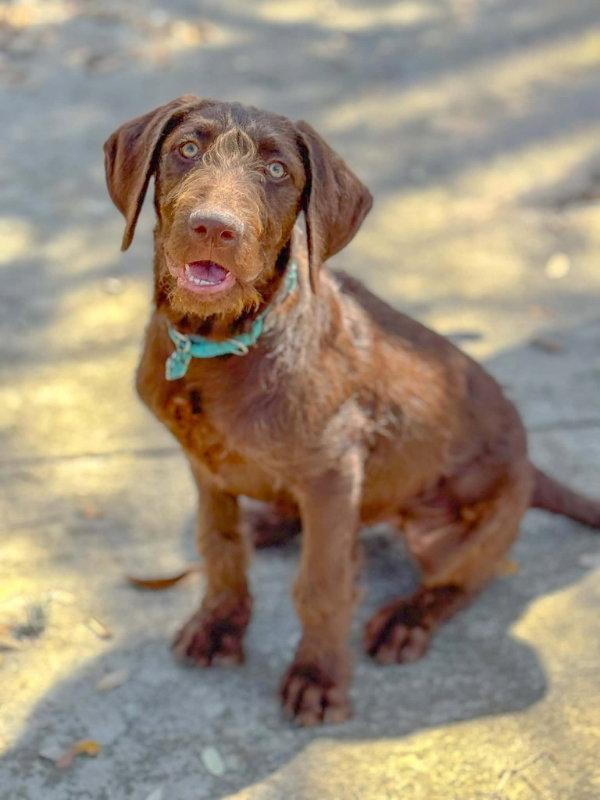 Enlarge Benson, a Adopted mixed breed in Helotes, TX image 3/3