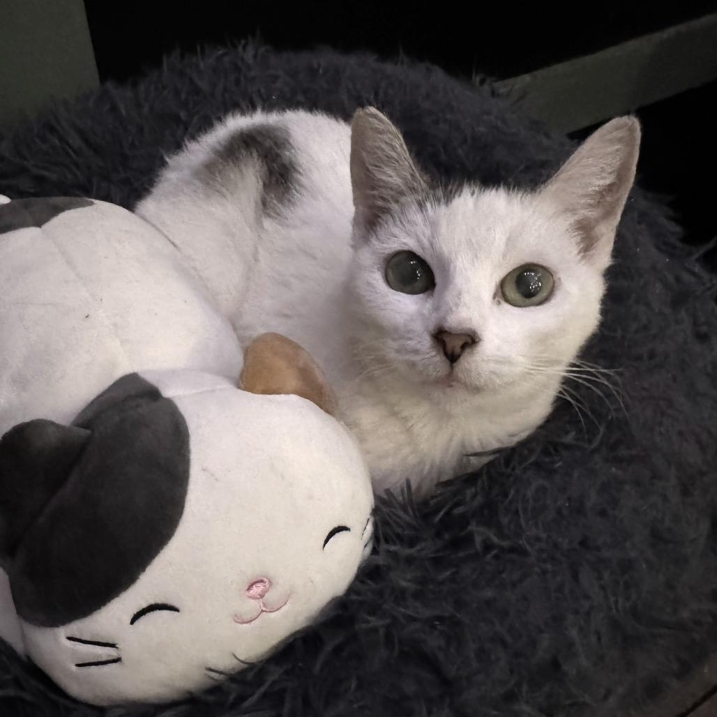 Enlarge Jazzy, a Adoptable Domestic Short Hair in Volcano, HI image 1/1