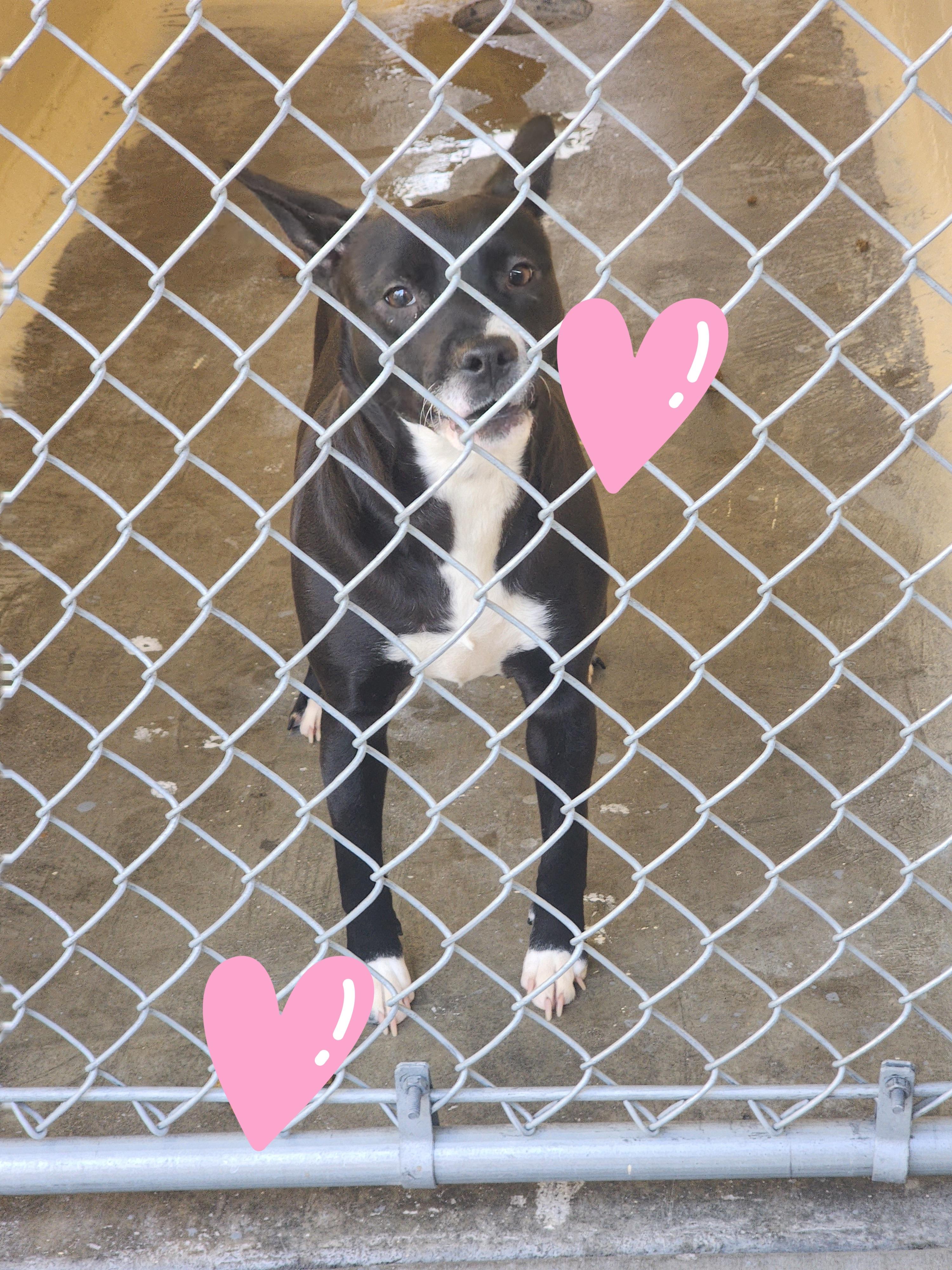 Enlarge KC25-246, a ADOPTABLE Pit Bull Terrier in Ridgecrest, CA image 1/1