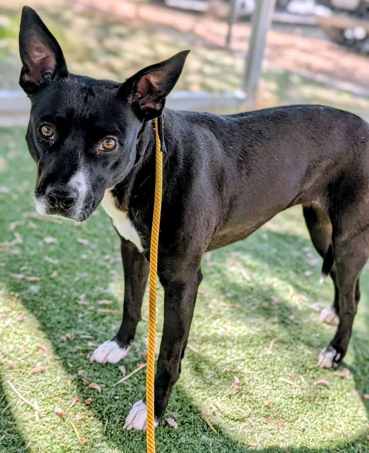 KC25-246, ADOPTABLE, Adult Female Pit Bull Terrier.