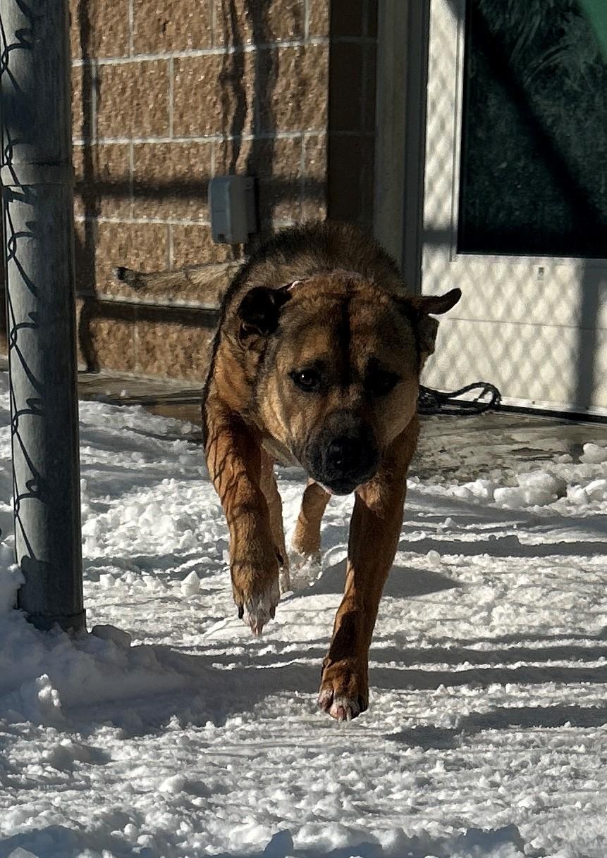 Enlarge 25-0079 "Agatha", a Adoptable mixed breed in Leavenworth, KS image 6/6