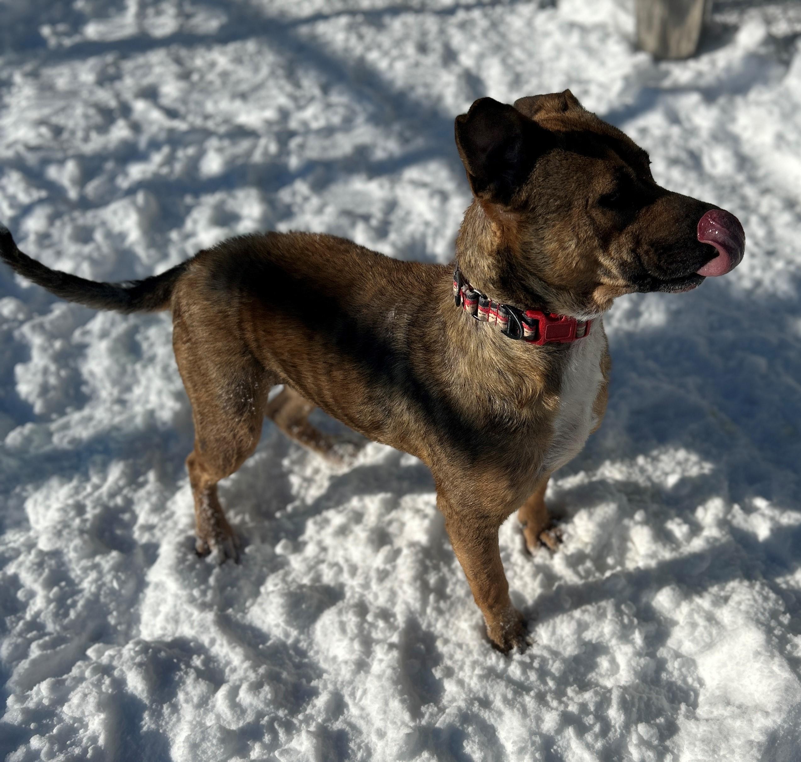 Enlarge 25-0079 "Agatha", a Adoptable mixed breed in Leavenworth, KS image 4/6