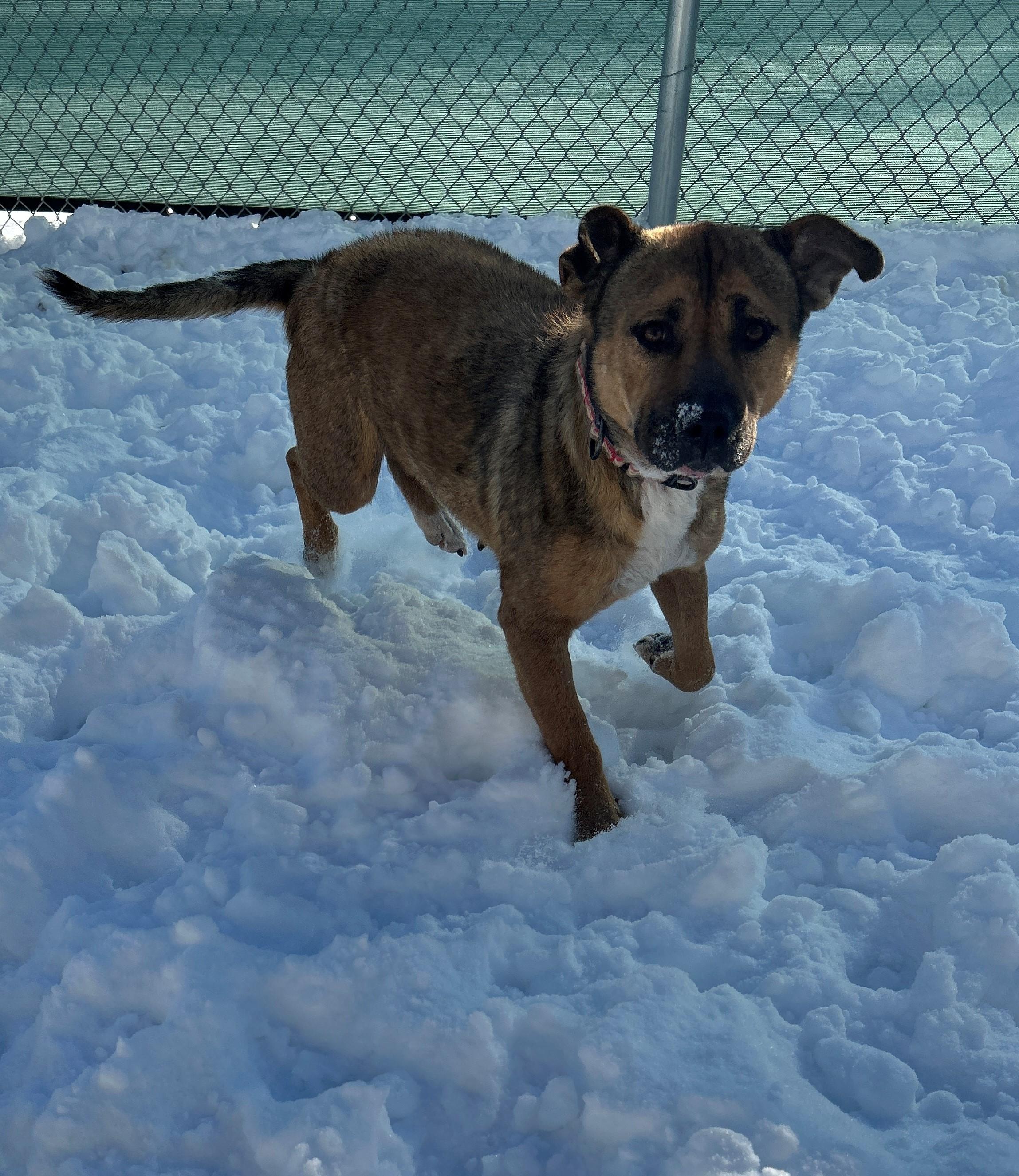 Enlarge 25-0079 "Agatha", a Adoptable mixed breed in Leavenworth, KS image 3/6