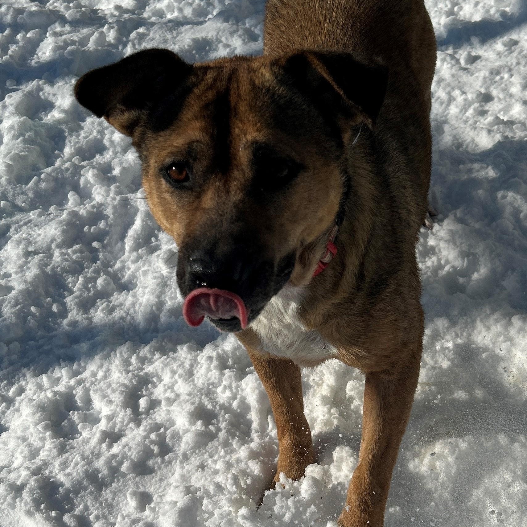 Enlarge 25-0079 "Agatha", a Adoptable mixed breed in Leavenworth, KS image 2/6