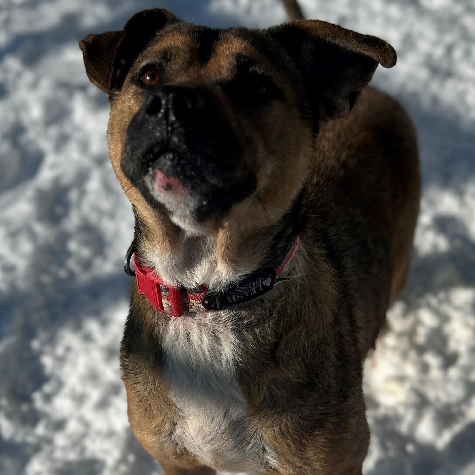 Enlarge 25-0079 "Agatha", a Adoptable mixed breed in Leavenworth, KS image 1/6