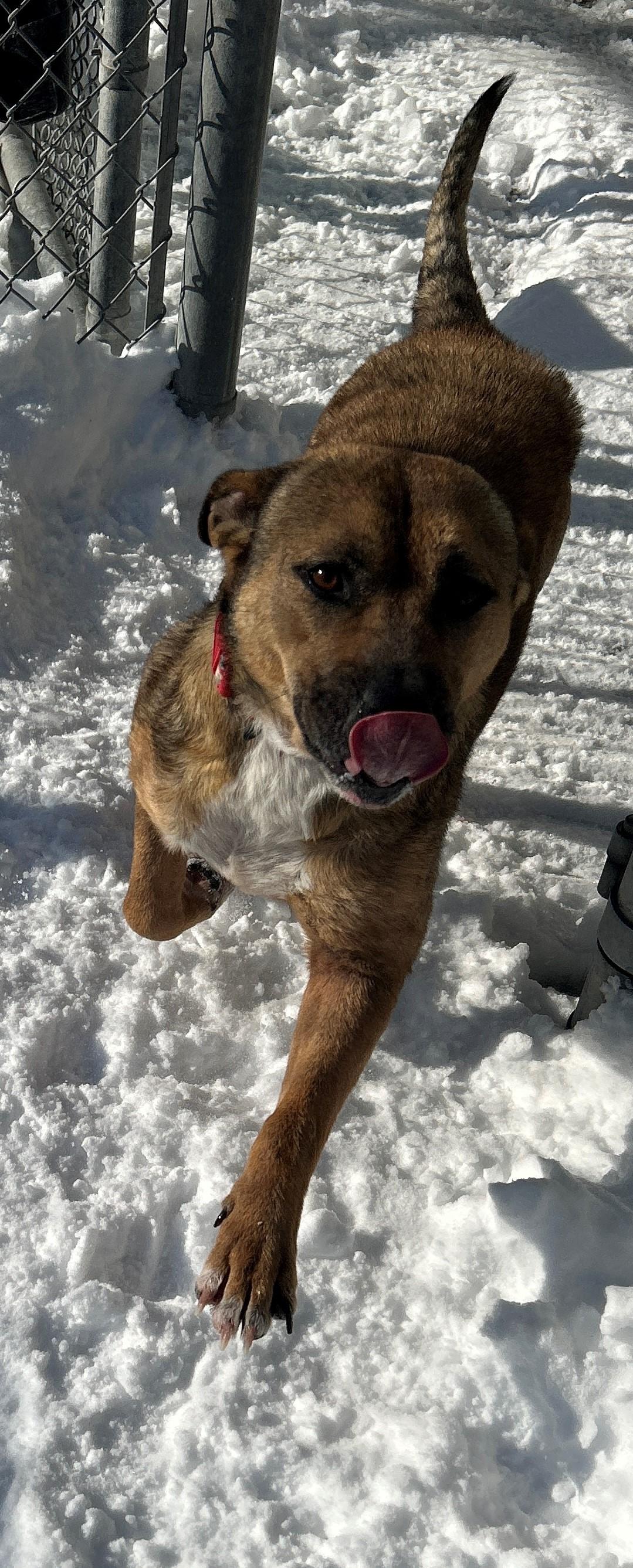 Enlarge 25-0079 "Agatha", a Adoptable mixed breed in Leavenworth, KS image 5/6