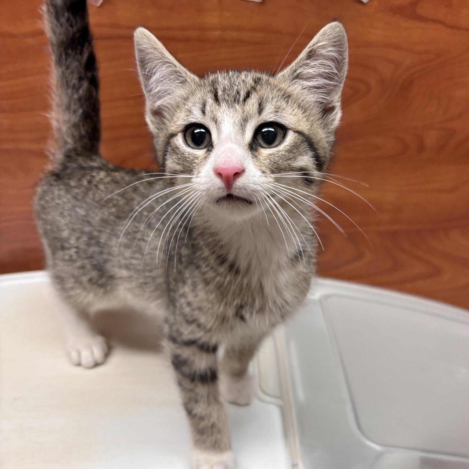Valentino, Adopted, Kitten Male Domestic Short Hair.