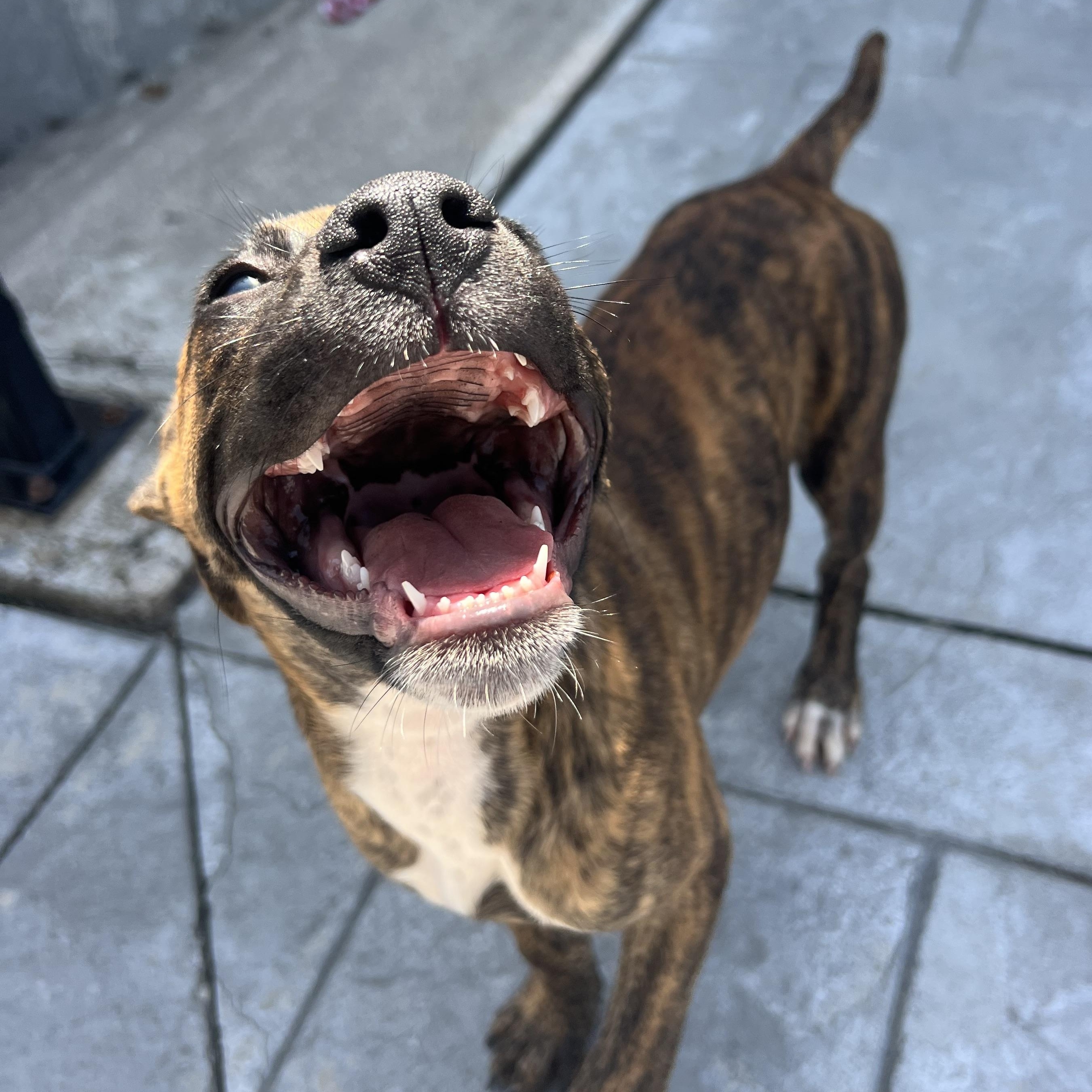Kalypso, a ADOPTABLE Mixed Breed in Thornhill, ON image 2/6