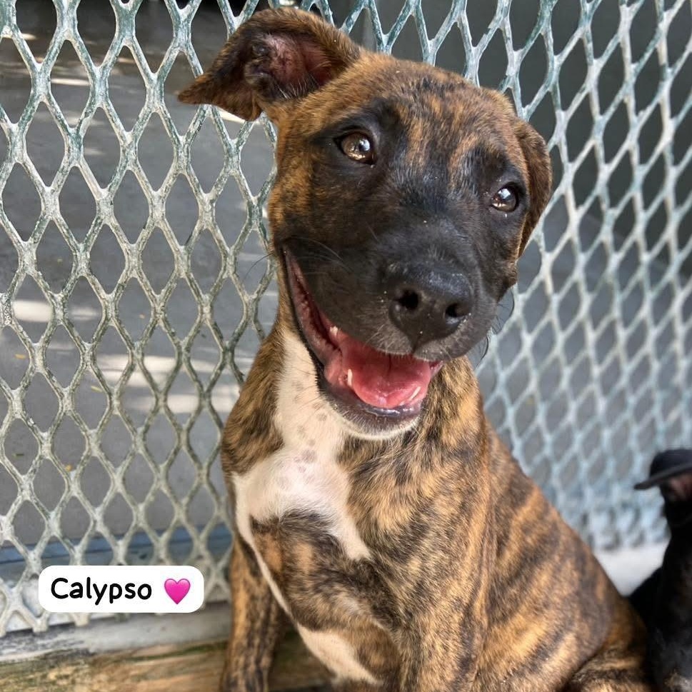 Kalypso, a ADOPTABLE Mixed Breed in Thornhill, ON image 3/6